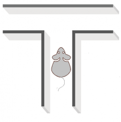 ქცევისა და კოგნიტიურ ფუნქციათა ლაბორატორია